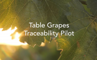 Result Groups is a partner of Australia Table Grape Traceability Pilot
